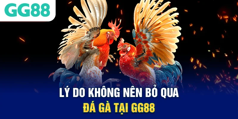 Lý do không nên bỏ qua đá gà tại GG88