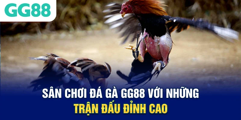 Sân chơi đá gà GG88 với những trận đấu đỉnh cao