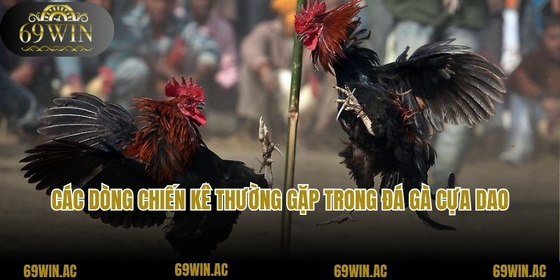 Các dòng chiến kê thường gặp trong trận đá gà cựa dao