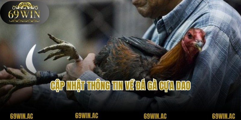 Bật mí thông tin thú vị liên quan về hình thức đá gà cựa dao